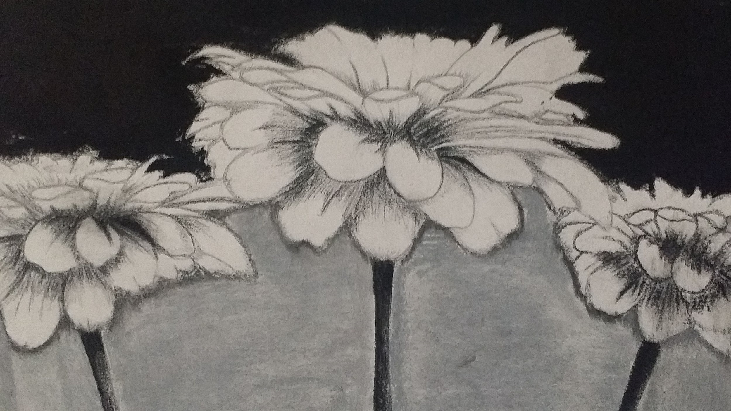 three daisy flowers drawn using grey and black charcoals